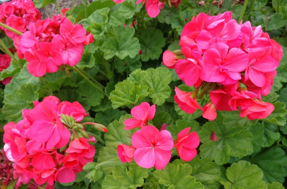5 Red-Orange Geranium Cuttings – Fresh 6 Inch Unrooted Pelargonium Stems – Hardy Fragrant Flower Starter Cuttings