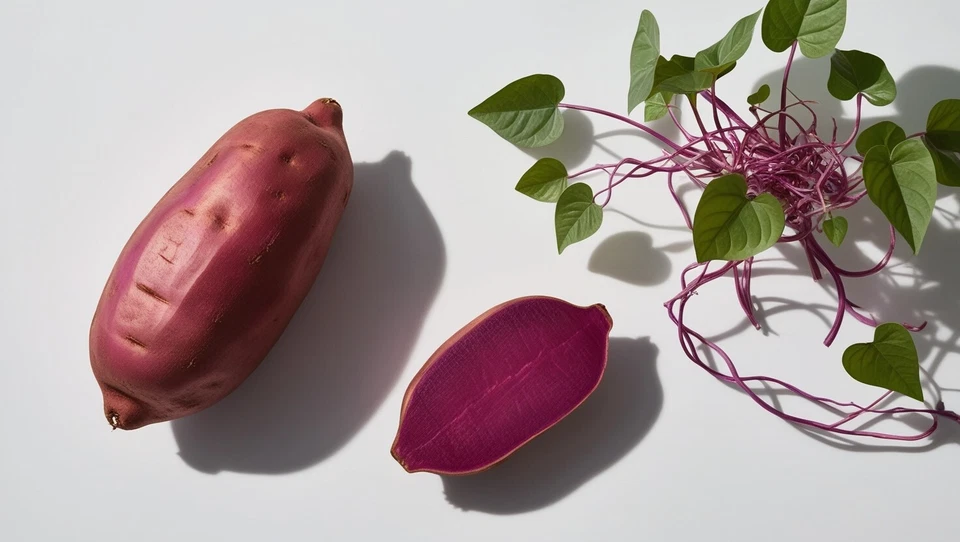 Japanese Purple Sweet Potato Slips – 10 Live Ipomoea batatas Cuttings, Purple Sweet Potato Plants for Planting