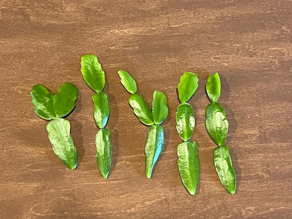 Pink Christmas Cactus Cuttings – Schlumbergera × buckleyi, 3 Unrooted Live Cuttings (No Roots)