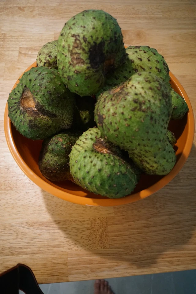 Soursop Tree Live Plant – Annona muricata Guanábana Tropical Fruit Tree, 8–10 Inch Potted Plant