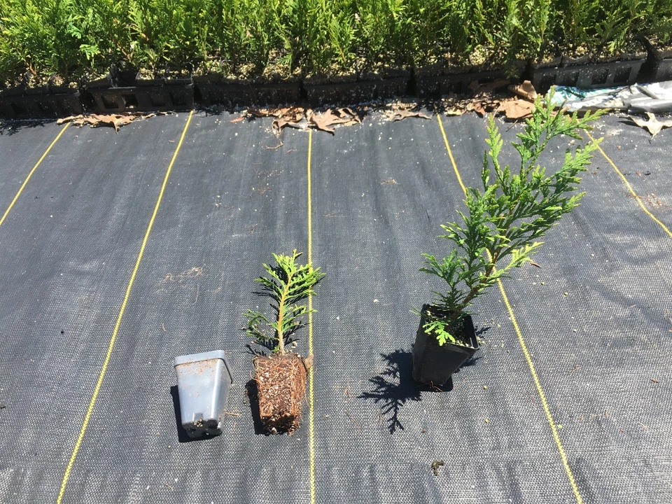 Green Giant Thuja Live Plants 12–18 Inch Tall, Box of 25 Potted Arborvitae for Landscape Planting