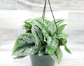 Silver Satin Pothos Exotica Live Plant – 4 Inch Potted Scindapsus Pictus Indoor Houseplant