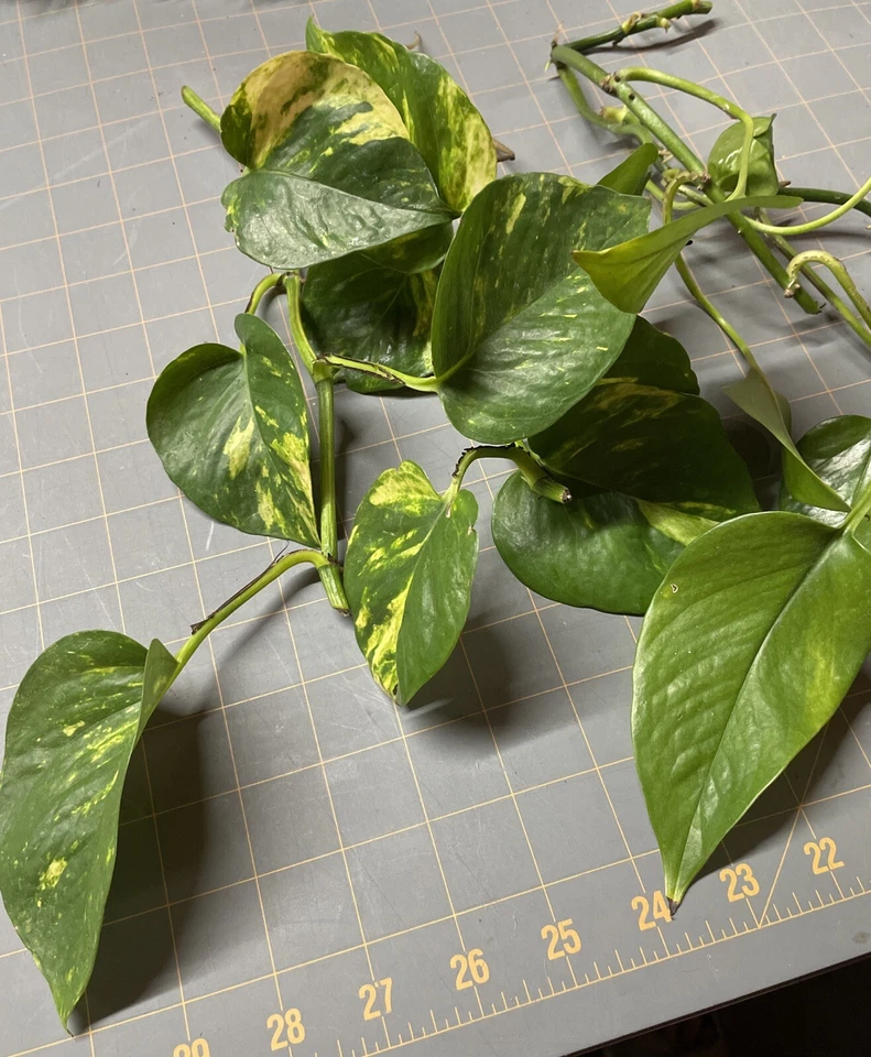 Golden Pothos Rooted Cuttings – 5 Live Epipremnum aureum Plants, Variegated Trailing Houseplant for Indoor Growing