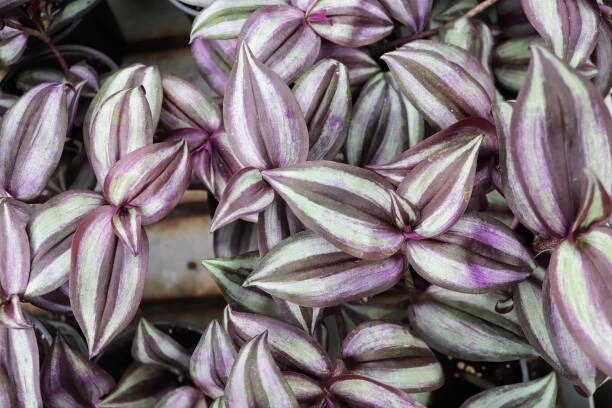 Tradescantia Zebrina Cuttings – 10 Live Purple Inch Plant Cuttings, Easy-Rooting Trailing Houseplant with Striped Foliage