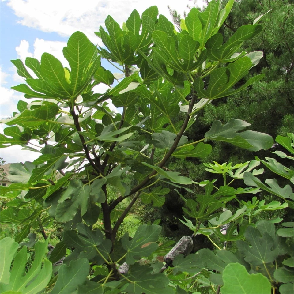 Smith Fig Cutting – Ficus carica Fruit Tree Cutting for Containers or Garden, 1 Unrooted Fig Cutting