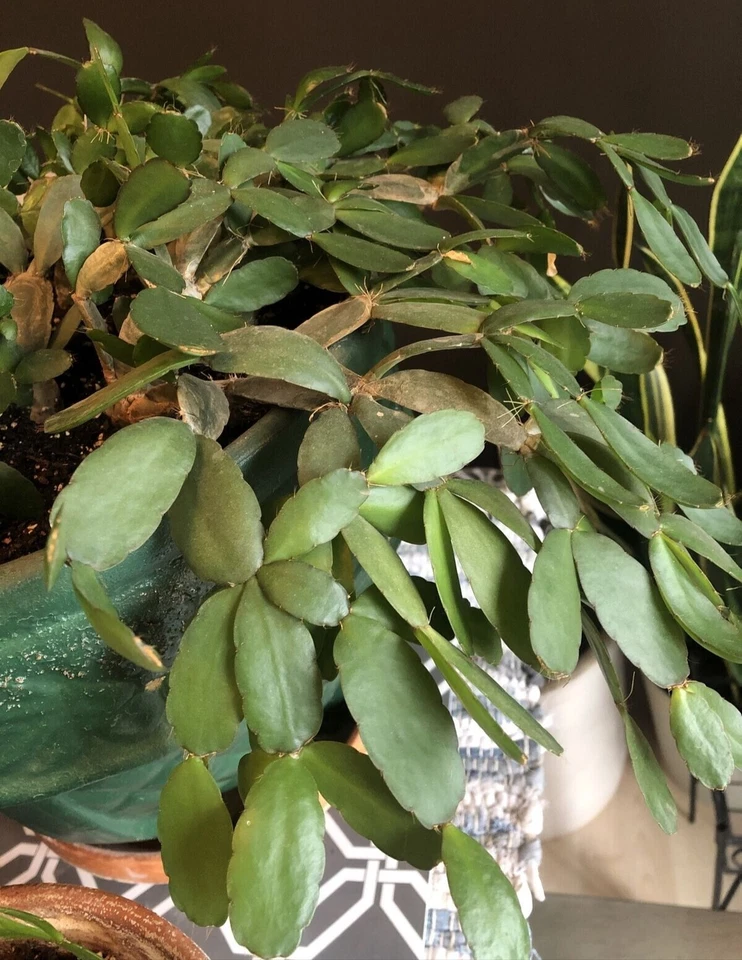 Easter Cactus Cuttings – 3 Unrooted Rhipsalidopsis gaertneri Cuttings, 2 Segment Clippings for Propagation