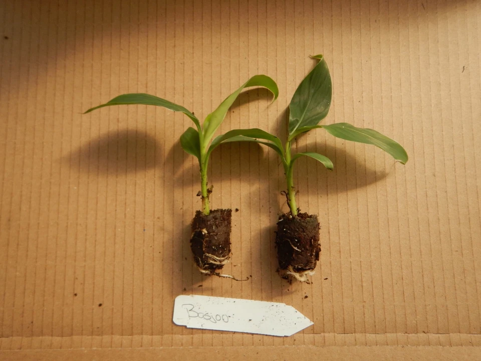 Musa Basjoo Banana Tree – Cold Hardy Banana Plant – Small Rooted Starter Plant for Outdoor Growing