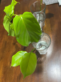 Nauclea Latifolia Cutting Live, Unrooted Tropical Tree Cutting for Propagation