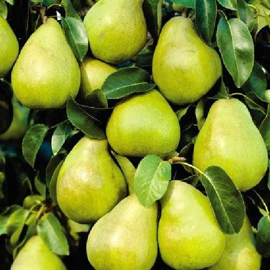 8 Kieffer Pear Tree Stem Cuttings Pyrus communis Unrooted Branches for Propagation Cold Hardy Fruit Tree