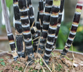 Purple Sugarcane Cuttings for Planting – 10 Saccharum Officinarum Stems, 18 Inch Unrooted Cuttings (3–4 Nodes)