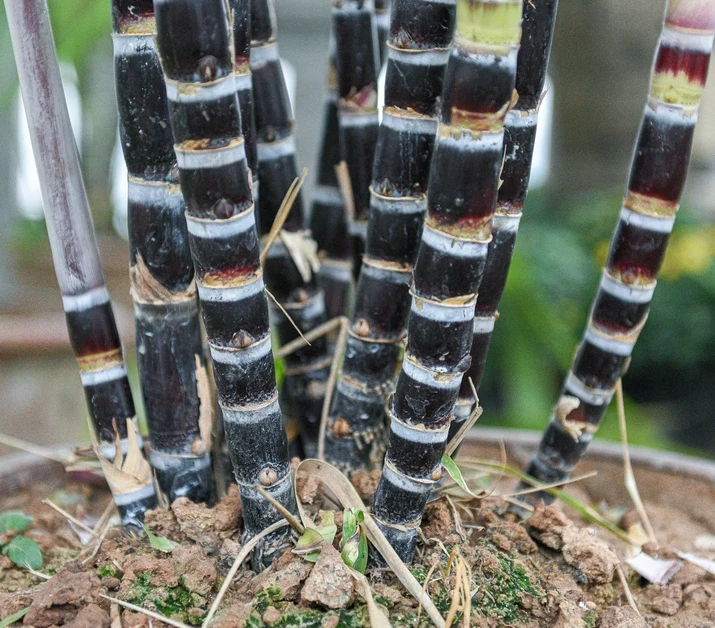 Purple Sugarcane Cuttings for Planting – 10 Saccharum Officinarum Stems, 18 Inch Unrooted Cuttings (3–4 Nodes)