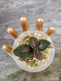 Red Fittonia Cutting in Propagation Cup – Live Terrarium Plant Starter for Indoor Mini Gardens
