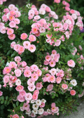 Pink Miniature Rose Cuttings – 3 Live Organic USA-Grown Stems, Hardy Flowering Starter for Garden Pots & Outdoor Landscaping