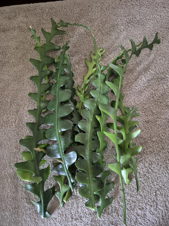 Lot of 12 Ric Rac Epiphyllum Cuttings Fishbone Cactus Unrooted for Propagation Ornamental Cactus