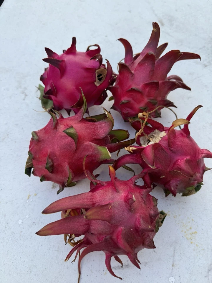 Red Dragon Fruit Cuttings – 2 Live 8–12” Self-Pollinating Pitaya Cuttings, Fast-Growing Climbing Cactus for Trellis & Garden