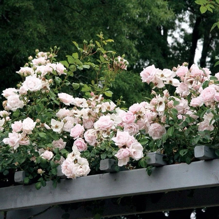 New Dawn Climbing Rose Cuttings Set of 6 Unrooted Live Rose Stems 6 Inch Long for Propagation