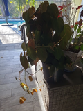 Philodendron Micans Cutting Live, 2 Node Starter Cutting Velvet Leaf Indoor Vine Plant