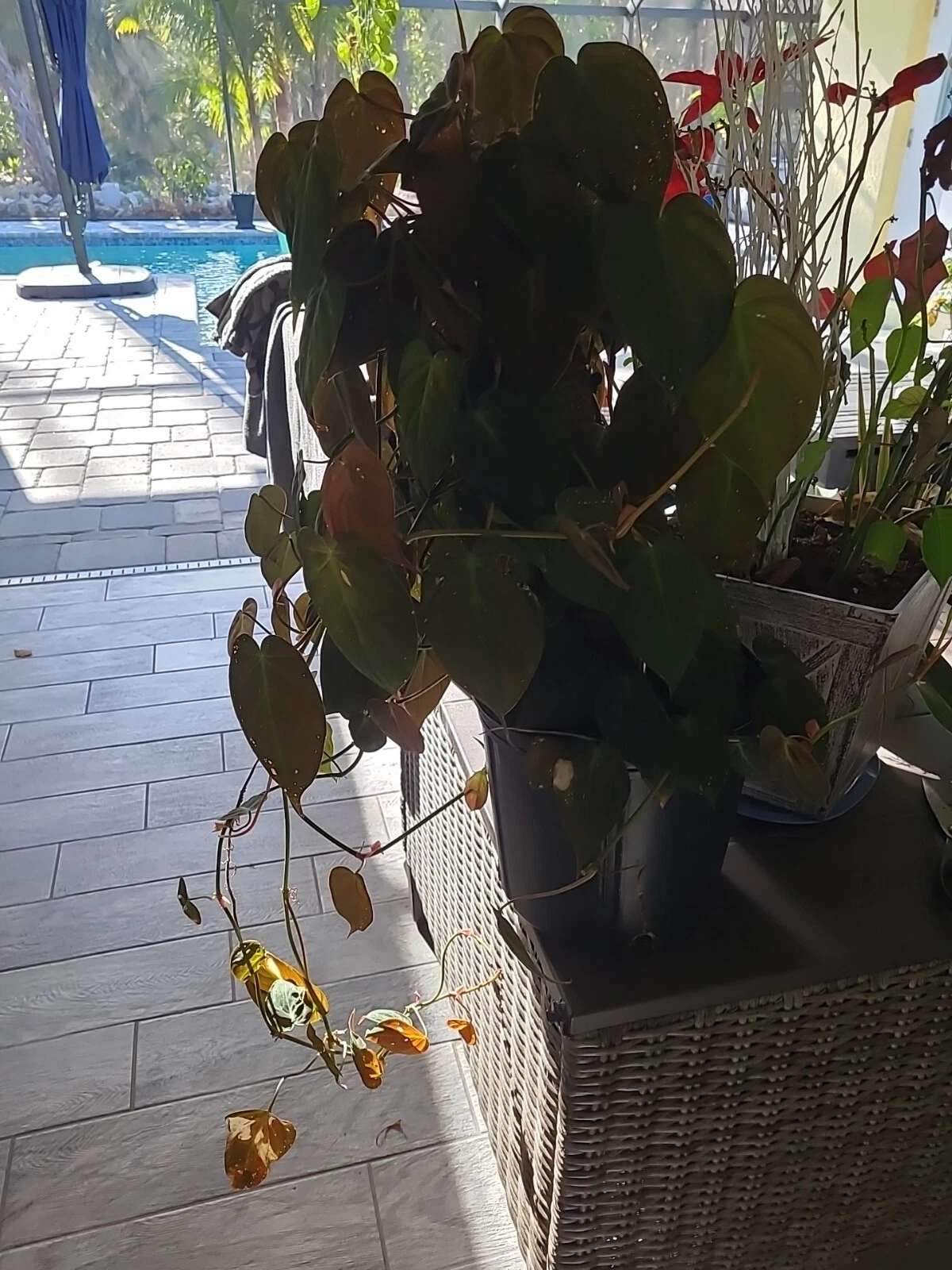 Philodendron Micans Cutting Live, 2 Node Starter Cutting Velvet Leaf Indoor Vine Plant