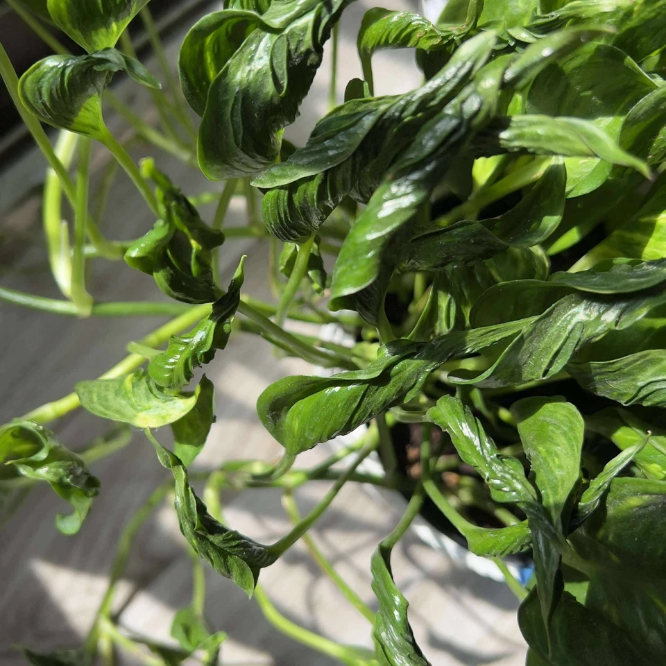 Shangri La Pothos Cuttings – 4 Live Unrooted Epipremnum Aureum Cuttings, Indoor Houseplant for Propagation