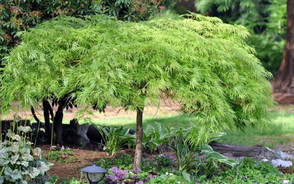 Green Japanese Maple Cuttings – 3 Acer palmatum Cuttings for Rooting or Grafting