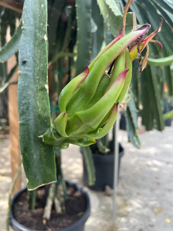 Asunta-X Dragon Fruit Cuttings – 4 Pack, 7–9" Fresh Hylocereus AX Variety, Live Starter Cuttings for Growing Pitaya Plants