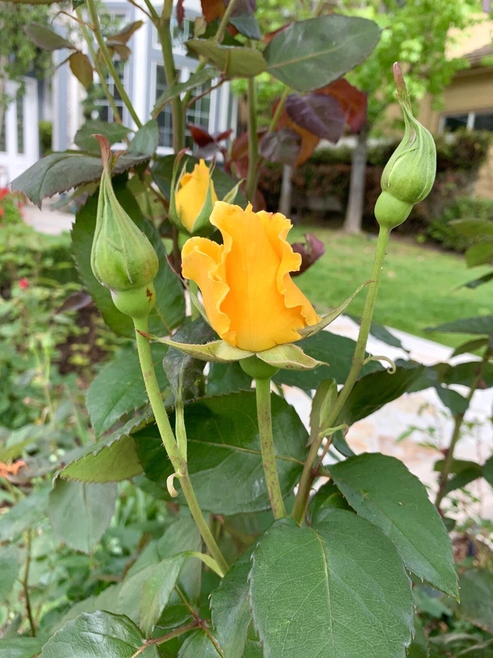 Radiant Perfume Rose – 5 Unrooted Cuttings, Large Yellow Rose Stems for Planting, Fragrant Garden Rose Propagation Set