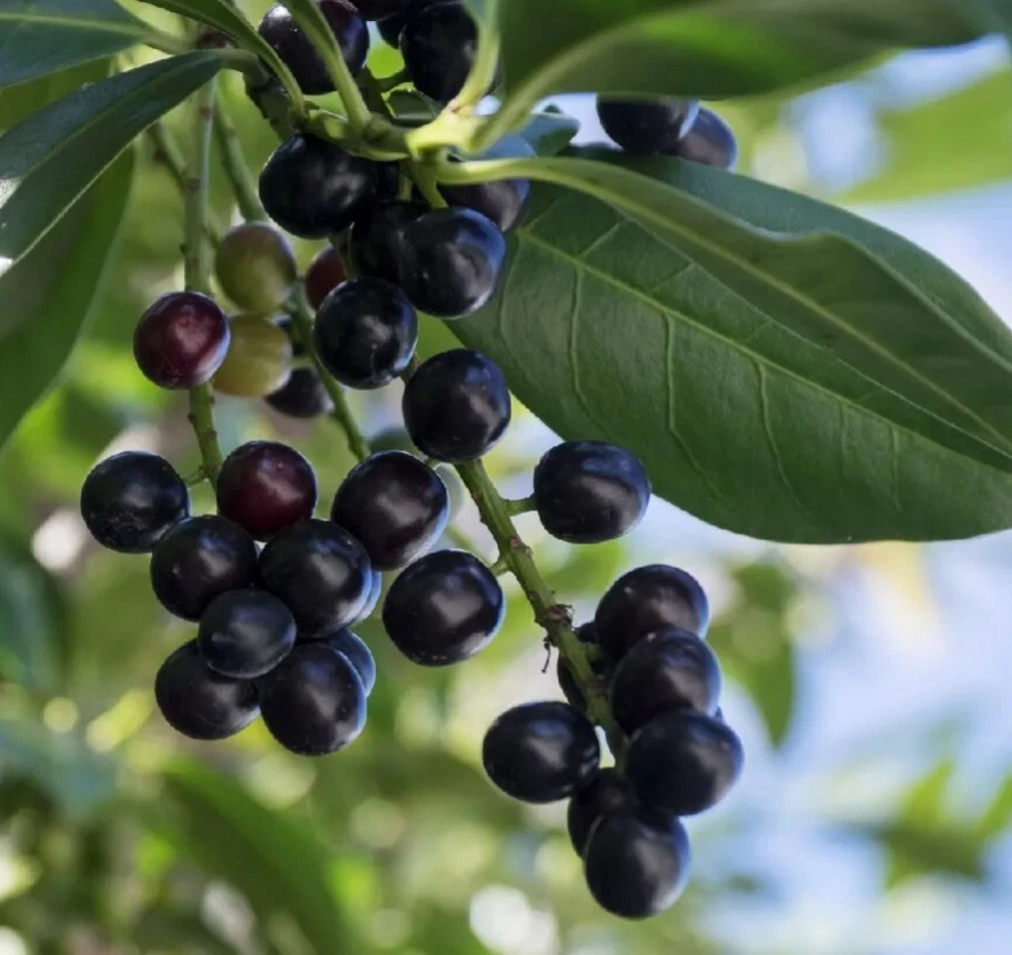 20 Cherry Laurel Cuttings – 6–8"+ Fresh Prunus laurocerasus Stems for Rooting Hedges, Shrubs, Privacy Screens