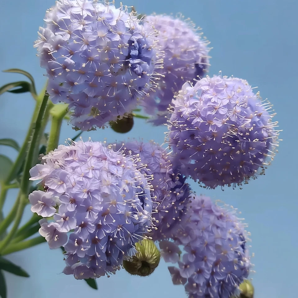 Blue Lace Flower Seeds Didiscus Sweet Scented Cut Flower Annual 50 Seeds