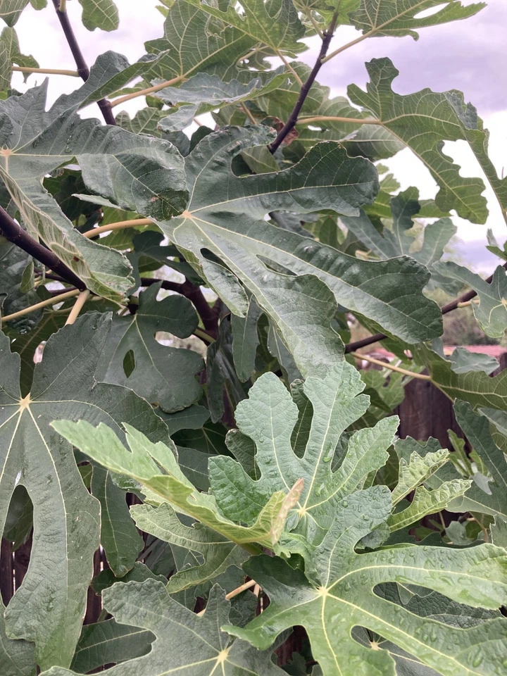 Greek Isles Black Jack Fig Tree Cuttings – 10 Unrooted Ficus carica Scions for Propagation, Garden Fruit Tree
