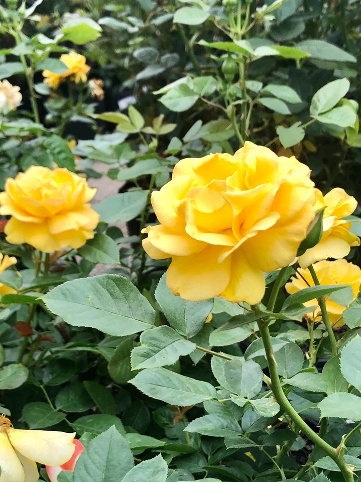 Yellow Texas Rose Cuttings – 3 Unrooted 6–8" Stems, Live Rosa Starter Wood for Rooting & Garden Propagation