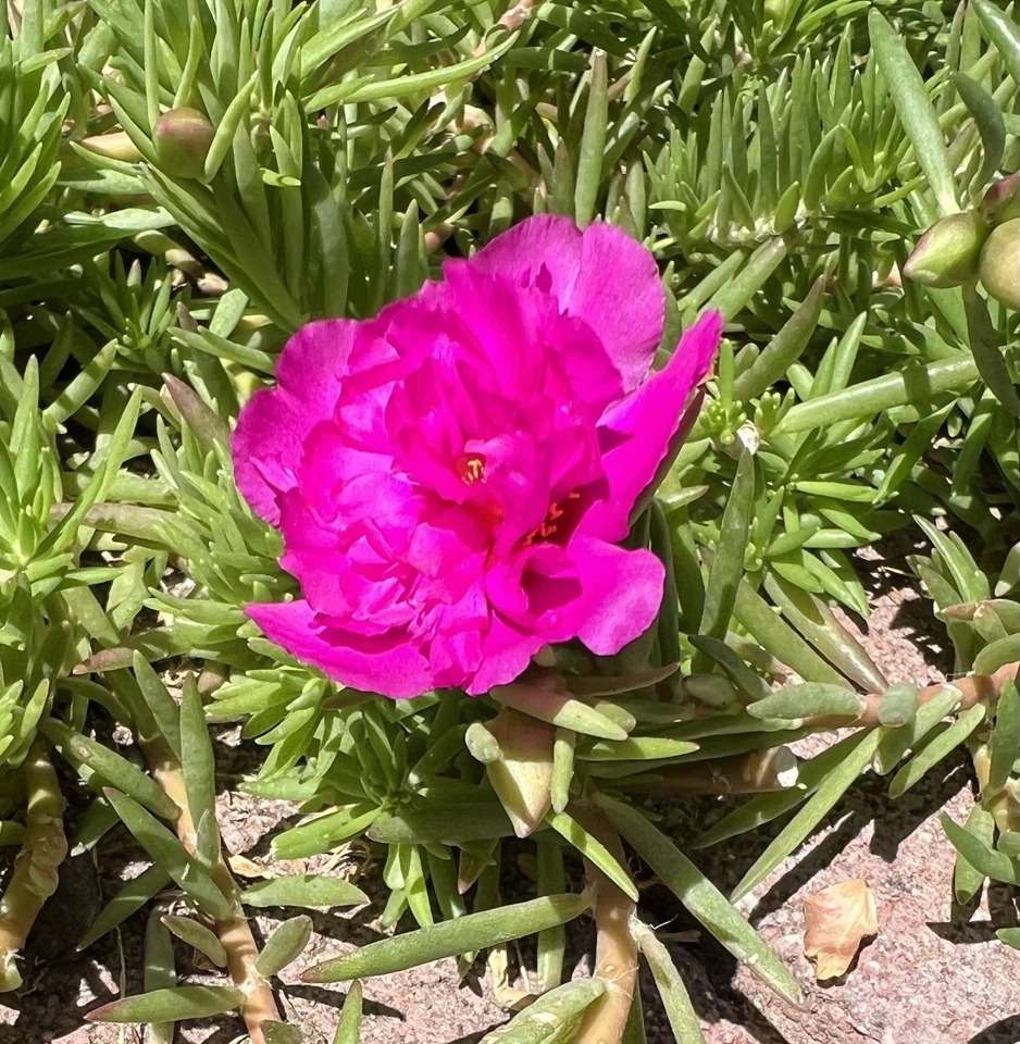Portulaca Moss Rose Cuttings – 7 Fresh Magenta Double Bloom Portulaca grandiflora Cuttings for Propagation