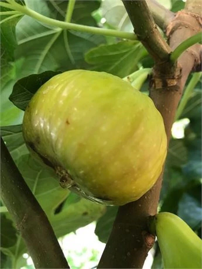 Sicilian White Fig Cutting – Unrooted Ficus Carica Cutting with 3+ Nodes, 8 Inch Fig Tree Cutting for Propagation