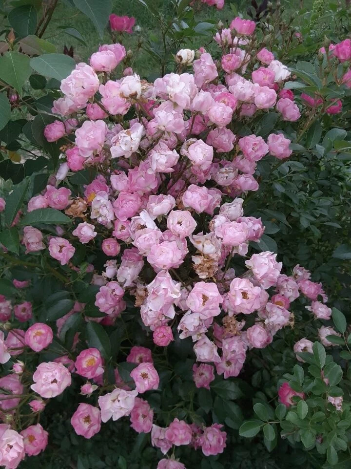 Madame Norbert Levavasseur Rose Cuttings – 4 Live Unrooted Pink Moss Rose Cuttings for Garden Propagation