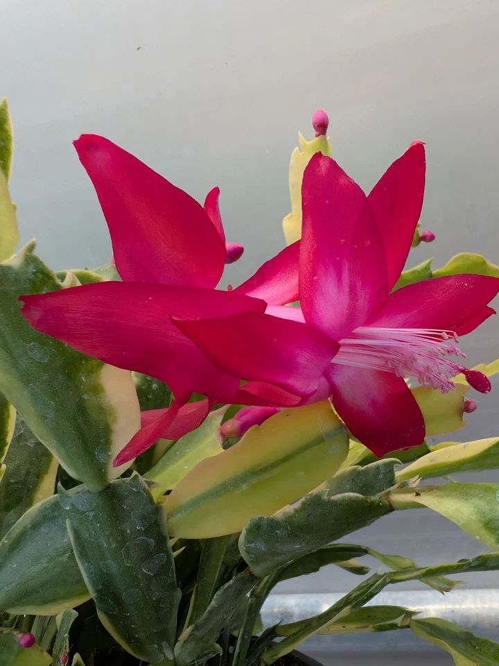 Variegated Christmas Cactus Cuttings – 3 Live Schlumbergera Hybrid Cuttings, Holiday Succulent Houseplant