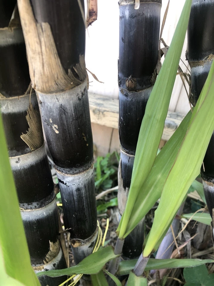 Dark Purple Sugarcane Rooted Cuttings Set of 5, Saccharum officinarum Live Plant Ready to Plant