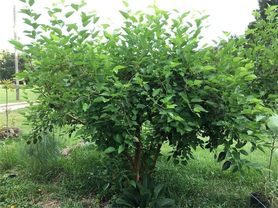 Dwarf Everbearing Mulberry Cuttings – 20+ Live Wood Cuttings for Rooting and Propagation, Morus Fruit Tree