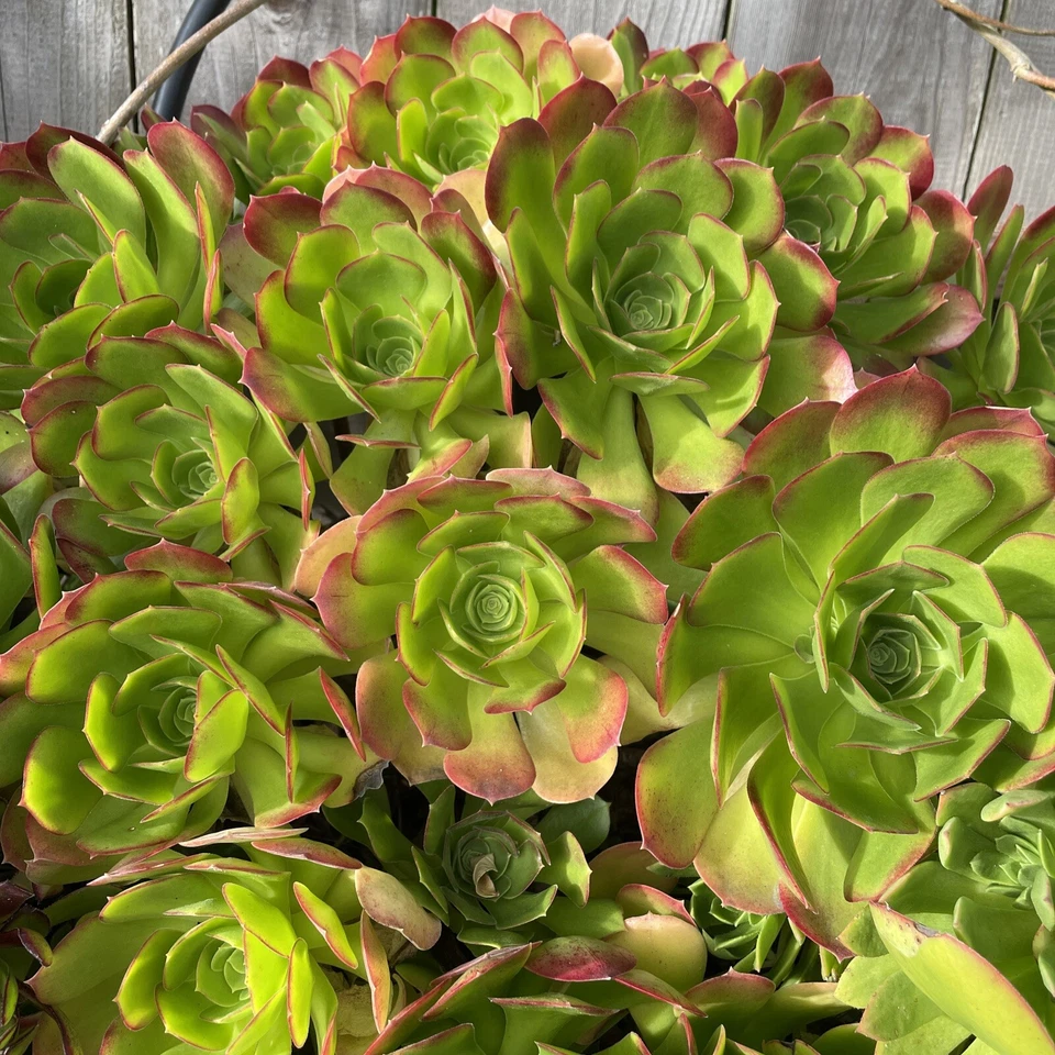 Aeonium Green Red – Two 3–5in Succulent Cuttings, Live Aeonium Starter Stems for Rooting and Garden Projects