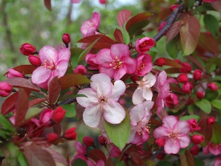 Prairifire Crabapple Scion Wood – 6 Hardwood Cuttings 15–20 cm – Malus Prairifire Grafting Scions
