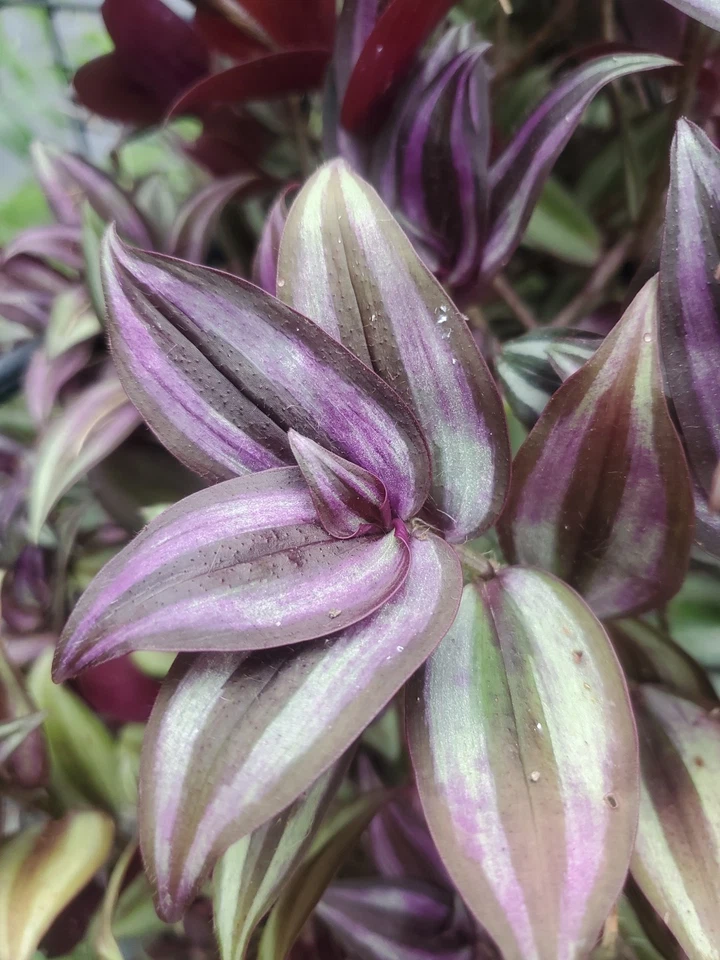 Tradescantia Zebrina Cuttings – 15 Wandering Jew Tip Cuttings 12 Inch Long with Aerial Roots