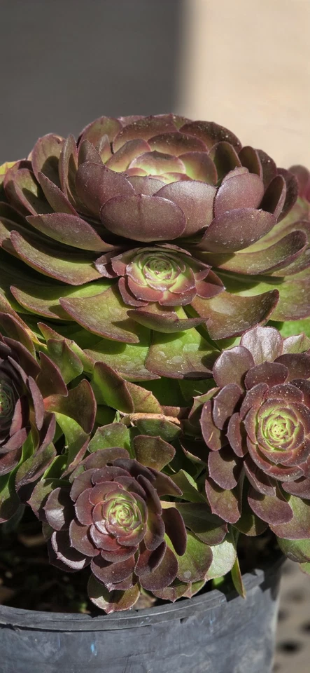 Aeonium Halloween – Live Succulent Cutting – Fresh Unrooted Aeonium Stem for Planting