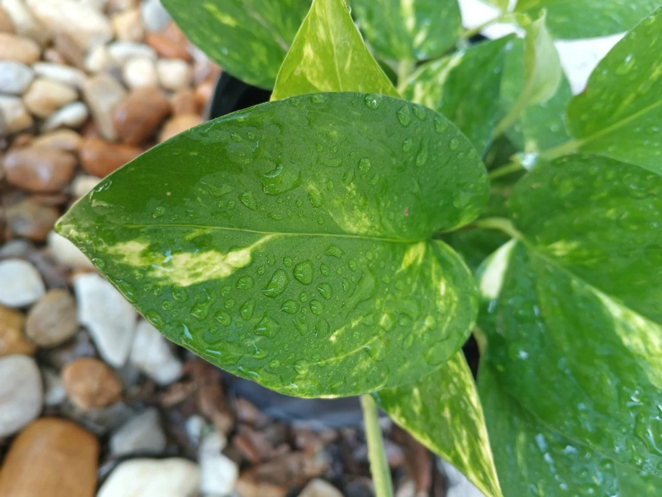 Golden Pothos Live Rooted Plant – Epipremnum Aureum Starter Vine for Indoor or Outdoor Growing