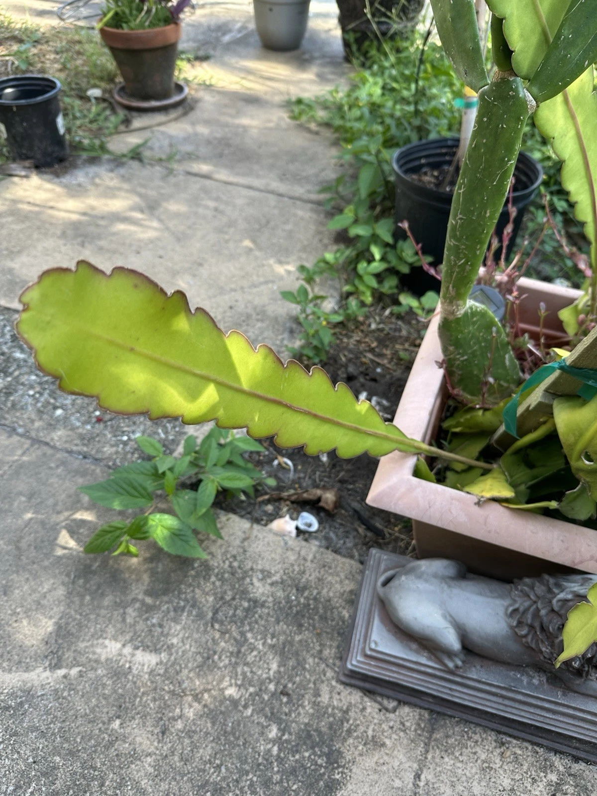 Elberta Peach Tree Cuttings – 10 Fresh Unrooted Cuttings 6–8 Inches, Prunus Persica, Fruit Tree Propagation