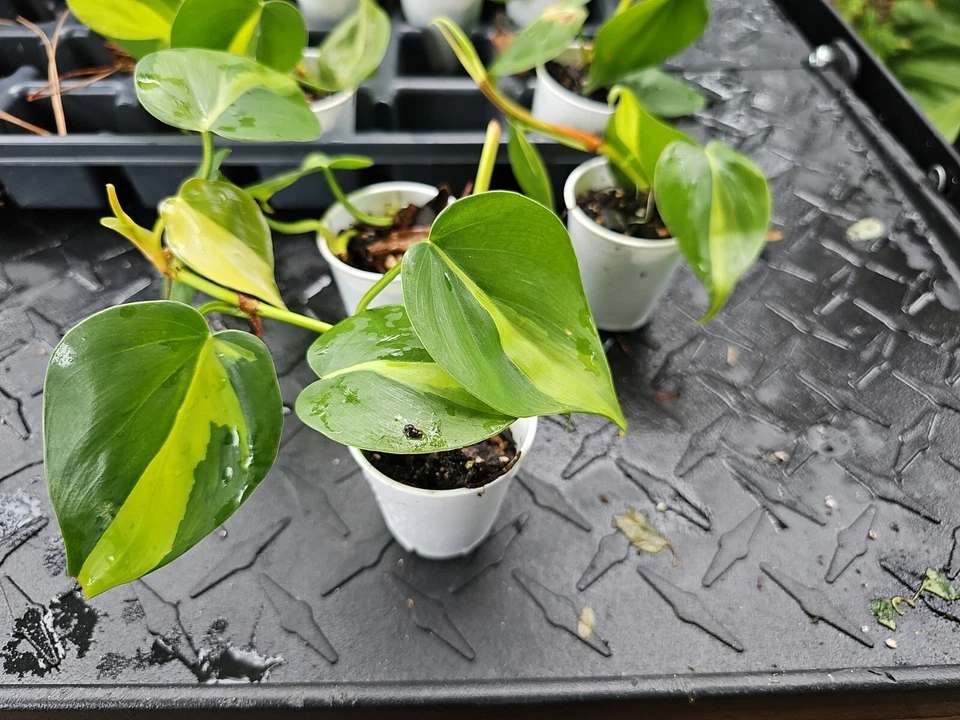 Philodendron Brasil Live Plant – Rooted Variegated Philodendron Hederaceum, Yellow Green Trailing Indoor Houseplant