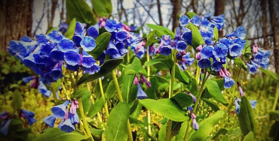 Virginia Bluebells Perennial Plants for Planting – 3 Mertensia Virginica, Shade Loving Woodland Flower