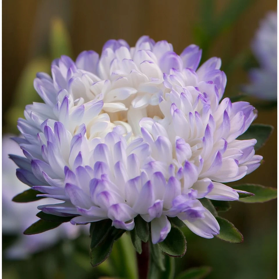 Tower Silver Aster Seeds – 50 Peony-Type Aster Seeds with Frosted White and Lavender Flowers