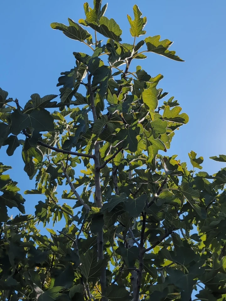 Green Turkish Fig Tree Cuttings – 10 Fresh Cuttings for Grafting or Rooting, Ficus carica