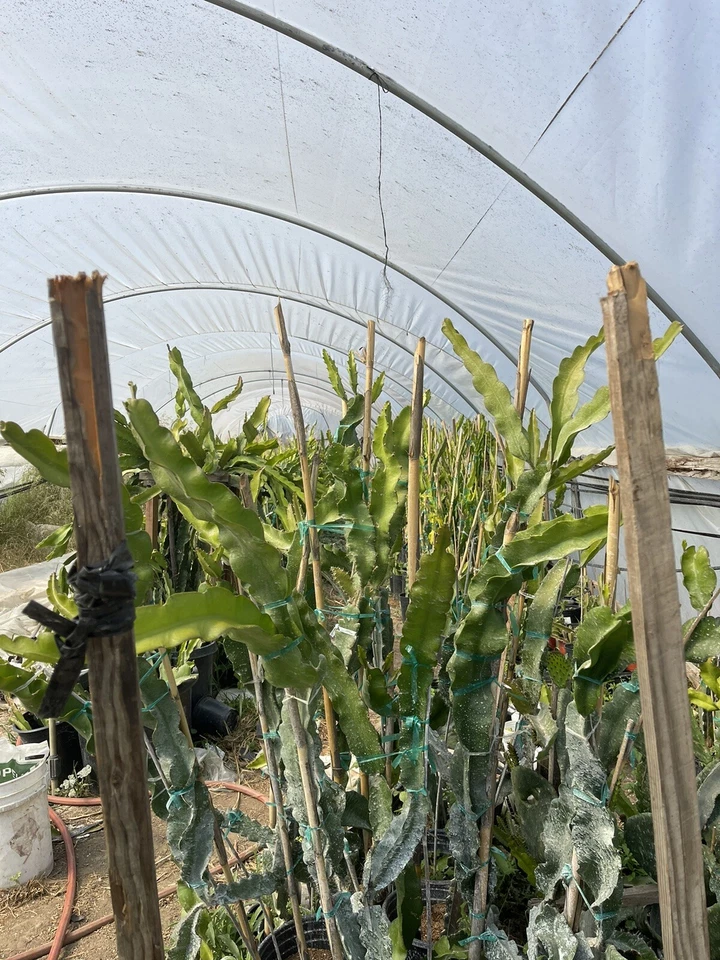 Maria Rosa Dragon Fruit Cuttings – Mature Pitaya Plant Cuttings for Planting, Hylocereus Variety