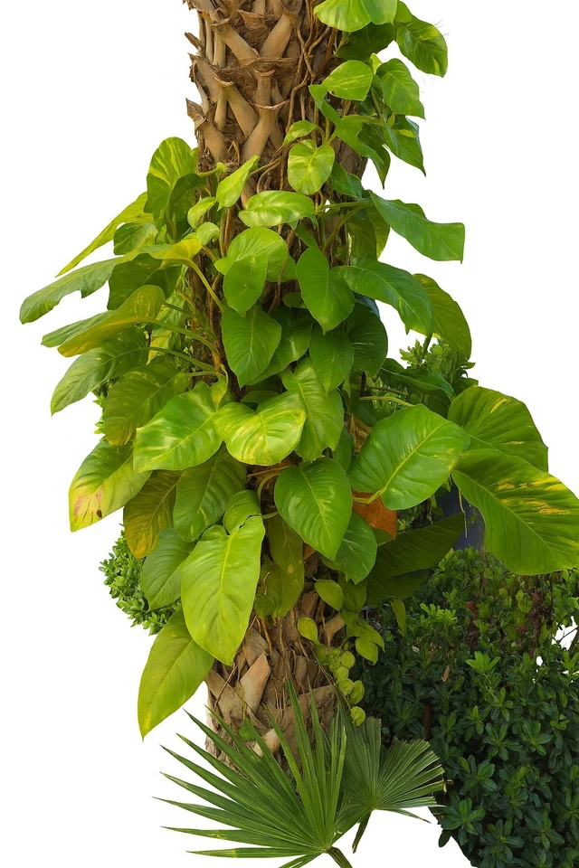 Golden Pothos Rooted Node Cuttings – 3 Single Leaf Epipremnum Aureum Starts, Variegated Indoor Climbing Plant