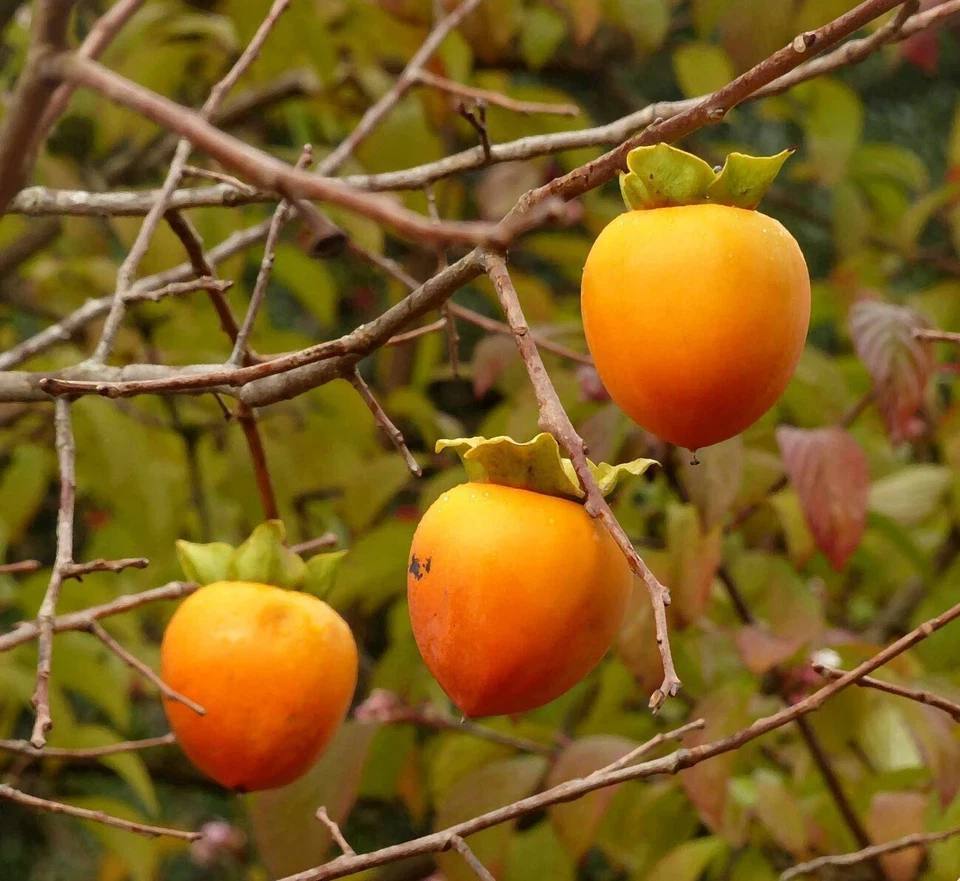 Hachiya Japanese Persimmon Cuttings – 5 Unrooted Diospyros Kaki Branch Cuttings for Fruit Tree Propagation