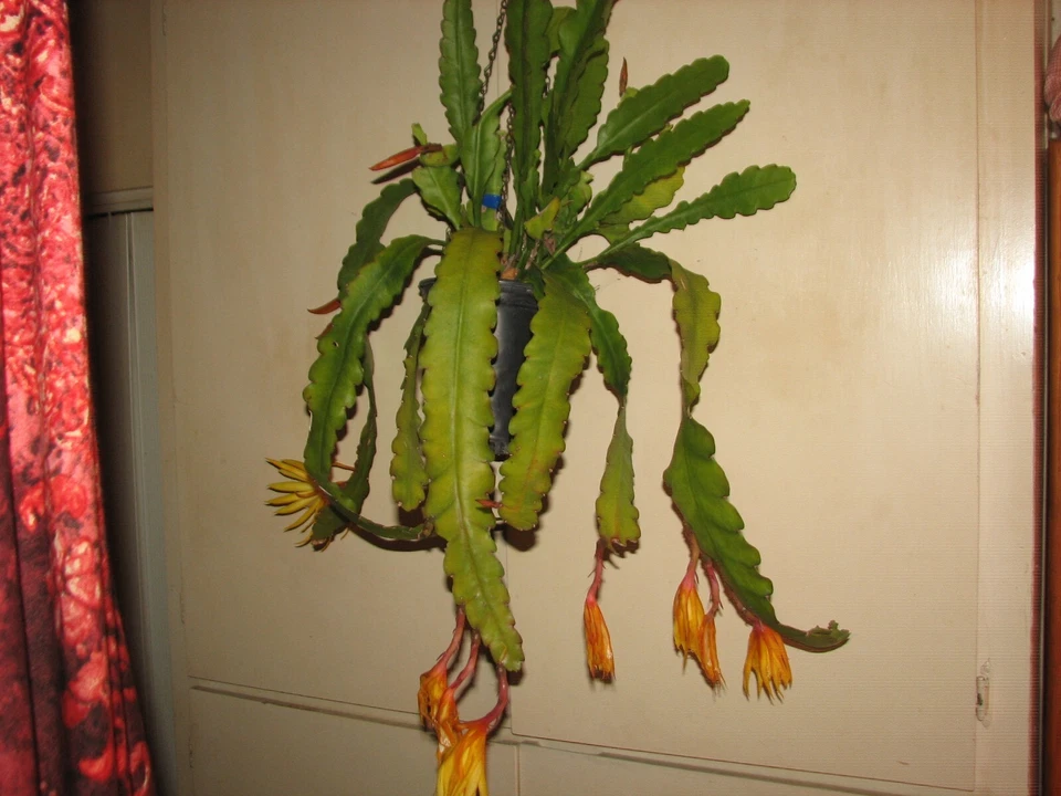 Epiphyllum ‘Frühlings Gold’ Orchid Cactus Cutting – Unrooted Epiphytic Cactus Plant